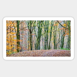 Autumn Woods Sticker